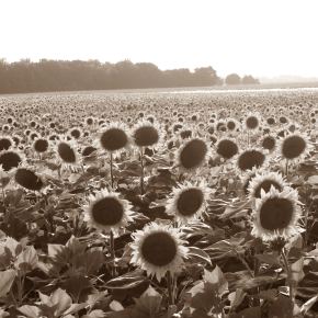 17. Szolnoki Gulyásfeszivál 45.000 látogatóval, meghívottak között a Délibáb!17. Gulyás Kochwettbewerb in Szolnok mit 45.000 BesucherInnen und unserer Tanzgruppe Délibáb!